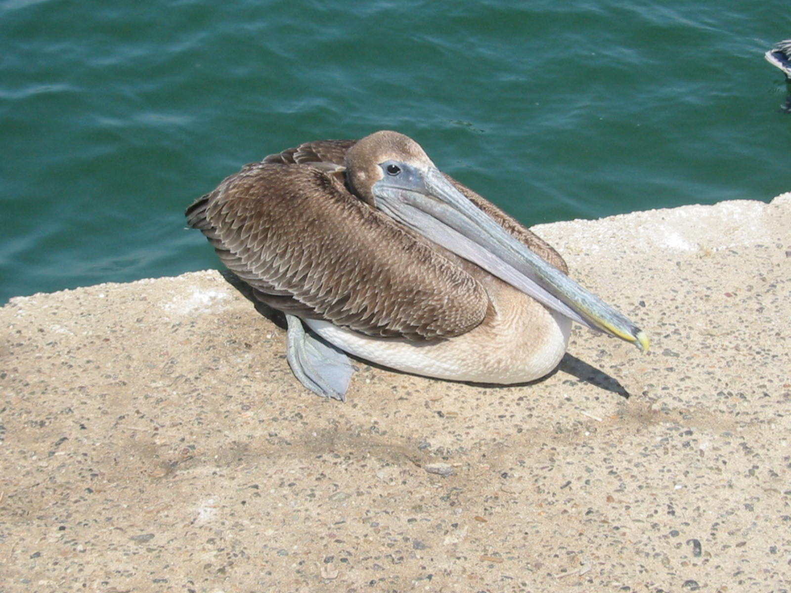 Puerto Vallarta - Pelican on the pier